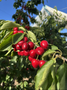 属低血糖生成指